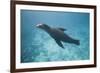 Sea Lion in the Ocean-DLILLC-Framed Photographic Print