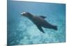 Sea Lion in the Ocean-DLILLC-Mounted Photographic Print