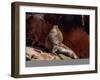 Sea Lion (Otaria flavescens), Ballestas Islands near Paracas, Ica Region, Peru, South America-Karol Kozlowski-Framed Photographic Print