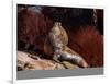 Sea Lion (Otaria flavescens), Ballestas Islands near Paracas, Ica Region, Peru, South America-Karol Kozlowski-Framed Photographic Print