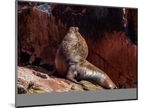 Sea Lion (Otaria flavescens), Ballestas Islands near Paracas, Ica Region, Peru, South America-Karol Kozlowski-Mounted Photographic Print