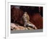 Sea Lion (Otaria flavescens), Ballestas Islands near Paracas, Ica Region, Peru, South America-Karol Kozlowski-Framed Photographic Print