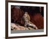 Sea Lion (Otaria flavescens), Ballestas Islands near Paracas, Ica Region, Peru, South America-Karol Kozlowski-Framed Photographic Print