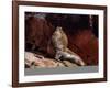 Sea Lion (Otaria flavescens), Ballestas Islands near Paracas, Ica Region, Peru, South America-Karol Kozlowski-Framed Photographic Print