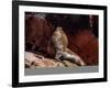 Sea Lion (Otaria flavescens), Ballestas Islands near Paracas, Ica Region, Peru, South America-Karol Kozlowski-Framed Photographic Print