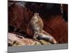 Sea Lion (Otaria flavescens), Ballestas Islands near Paracas, Ica Region, Peru, South America-Karol Kozlowski-Mounted Photographic Print