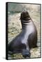 Sea Lion Perching-Lantern Press-Framed Stretched Canvas