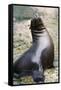 Sea Lion Perching-Lantern Press-Framed Stretched Canvas