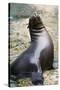 Sea Lion Perching-Lantern Press-Stretched Canvas