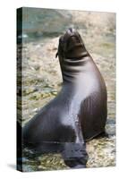 Sea Lion Perching-Lantern Press-Stretched Canvas