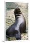 Sea Lion Perching-Lantern Press-Framed Premium Giclee Print
