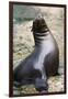 Sea Lion Perching-Lantern Press-Framed Premium Giclee Print