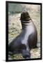 Sea Lion Perching-Lantern Press-Framed Premium Giclee Print