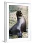 Sea Lion Perching-Lantern Press-Framed Art Print