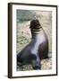 Sea Lion Perching-Lantern Press-Framed Art Print