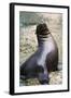 Sea Lion Perching-Lantern Press-Framed Art Print