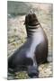 Sea Lion Perching-Lantern Press-Mounted Art Print