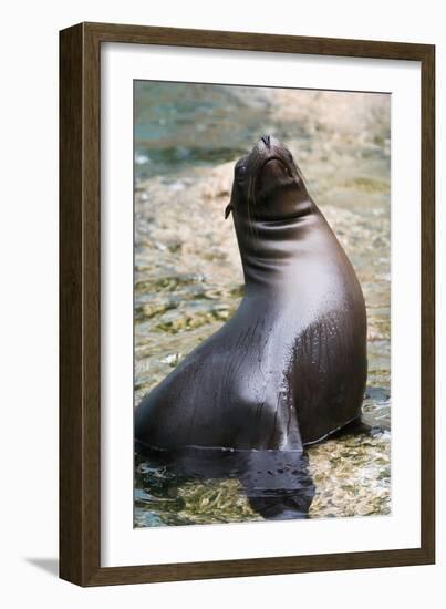 Sea Lion Perching-Lantern Press-Framed Art Print