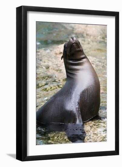 Sea Lion Perching-Lantern Press-Framed Art Print