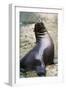 Sea Lion Perching-Lantern Press-Framed Art Print