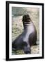 Sea Lion Perching-Lantern Press-Framed Art Print