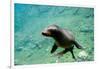 Sea Lion Solo Swimming-Lantern Press-Framed Art Print