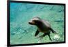 Sea Lion Solo Swimming-Lantern Press-Framed Art Print