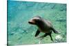 Sea Lion Solo Swimming-Lantern Press-Stretched Canvas