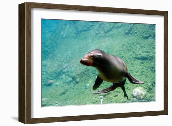 Sea Lion Solo Swimming-Lantern Press-Framed Art Print