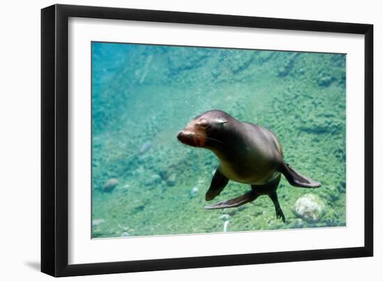 Sea Lion Solo Swimming-Lantern Press-Framed Art Print