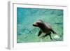 Sea Lion Solo Swimming-Lantern Press-Framed Art Print