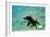 Sea Lion Solo Swimming-Lantern Press-Framed Art Print