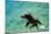 Sea Lion Solo Swimming-Lantern Press-Mounted Art Print