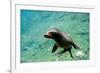 Sea Lion Solo Swimming-Lantern Press-Framed Premium Giclee Print