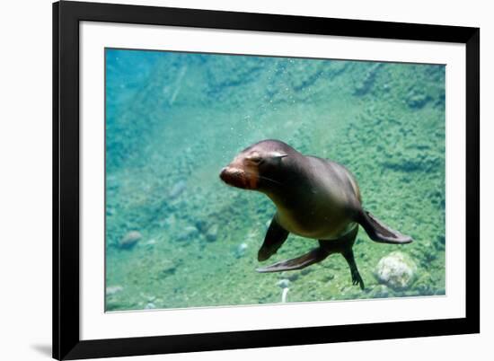 Sea Lion Solo Swimming-Lantern Press-Framed Premium Giclee Print