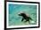 Sea Lion Solo Swimming-Lantern Press-Framed Premium Giclee Print