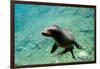 Sea Lion Solo Swimming-Lantern Press-Framed Premium Giclee Print