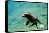 Sea Lion Solo Swimming-Lantern Press-Framed Stretched Canvas