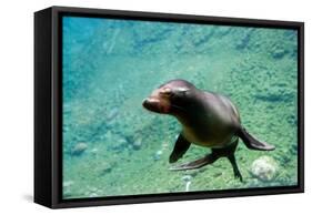 Sea Lion Solo Swimming-Lantern Press-Framed Stretched Canvas