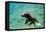 Sea Lion Solo Swimming-Lantern Press-Framed Stretched Canvas