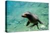 Sea Lion Solo Swimming-Lantern Press-Stretched Canvas
