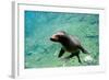 Sea Lion Solo Swimming-Lantern Press-Framed Art Print