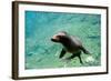 Sea Lion Solo Swimming-Lantern Press-Framed Art Print