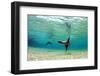 Sea Lion Swimming Underwater in Tidal Lagoon in the Galapagos Islands-Longjourneys-Framed Photographic Print