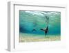 Sea Lion Swimming Underwater in Tidal Lagoon in the Galapagos Islands-Longjourneys-Framed Photographic Print