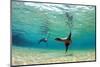 Sea Lion Swimming Underwater in Tidal Lagoon in the Galapagos Islands-Longjourneys-Mounted Photographic Print