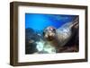 Sea Lion Swimming Underwater in Tidal Lagoon in the Galapagos Islands-Longjourneys-Framed Photographic Print
