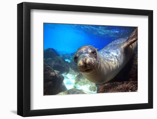 Sea Lion Swimming Underwater in Tidal Lagoon in the Galapagos Islands-Longjourneys-Framed Photographic Print