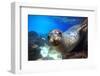 Sea Lion Swimming Underwater in Tidal Lagoon in the Galapagos Islands-Longjourneys-Framed Photographic Print