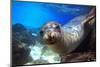 Sea Lion Swimming Underwater in Tidal Lagoon in the Galapagos Islands-Longjourneys-Mounted Photographic Print